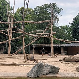 Hamadryas Baboon and African forest Buffalo Enclosure