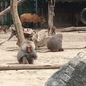 Hamadryas Baboon and African forest Buffalo