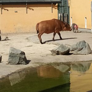 African forest Buffalo