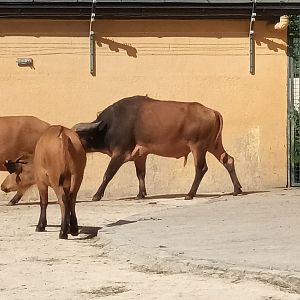 African forest Buffalos