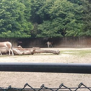 Asian wild Ass Enclosure