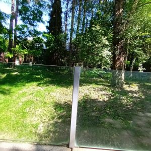 Striped Hyena Enclosure