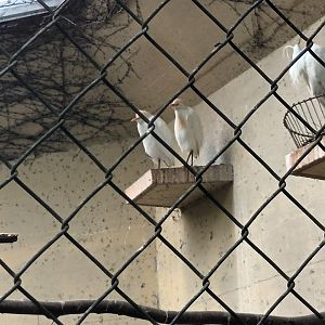 Cattle Egrets and Little Egret