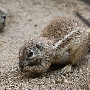 Cape ground squirrel (Geosciurus inauris)