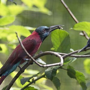 Northern Carmine bee-eater (Merops nubicus)