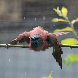 Northern Carmine bee-eater (Merops nubicus)