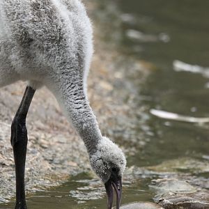 Greater flamingo (Phoenicopterus roseus)