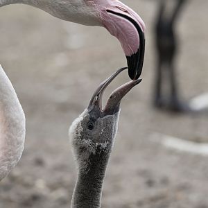 Greater flamingo (Phoenicopterus roseus)