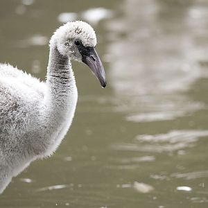 Greater flamingo (Phoenicopterus roseus)