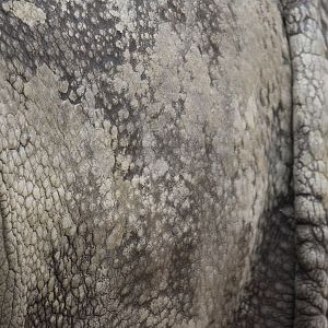 Greater one-horned rhino (Rhinoceros unicornis)