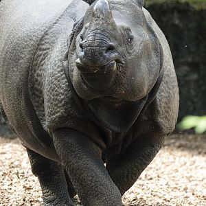 Greater one-horned rhino (Rhinoceros unicornis)