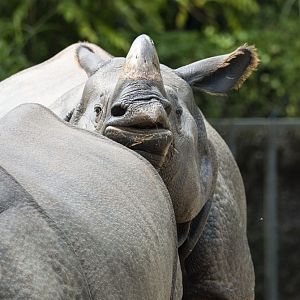 Greater one-horned rhino (Rhinoceros unicornis)