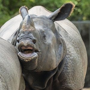 Greater one-horned rhino (Rhinoceros unicornis)