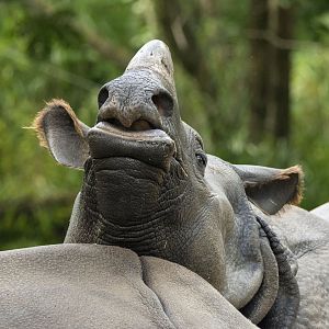Greater one-horned rhino (Rhinoceros unicornis)