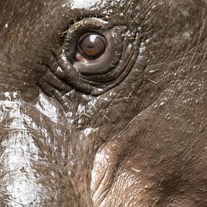 Western pygmy hippopotamus (Choeropsis liberiensis liberiensis)