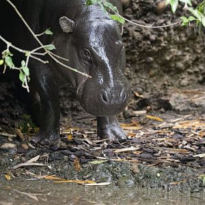 Western pygmy hippopotamus (Choeropsis liberiensis liberiensis)