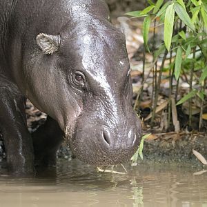 Western pygmy hippopotamus (Choeropsis liberiensis liberiensis)