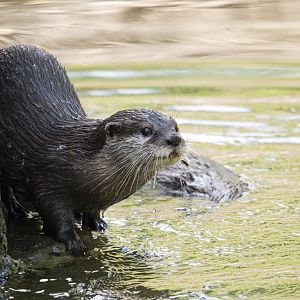 Asian small-clawed otter (Aonyx cinerea)