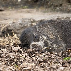Visayan warty pig (Sus cebifrons negrinus)