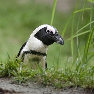 African penguin (Spheniscus demersus)