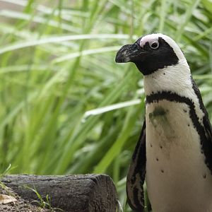 African penguin (Spheniscus demersus)