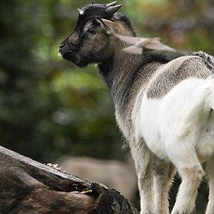 African dwarf goat (Capra aegagrus f. hircus)