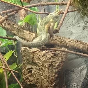 Bird House Jacksons Chameleon