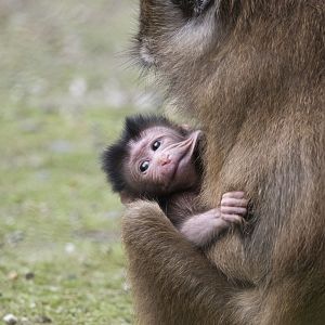 Crab-eating macaque (Macaca fascicularis)