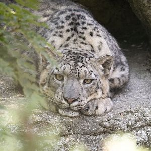 Snow leopard (Panthera uncia)