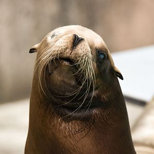 California sea lion (Zalophus californianus)