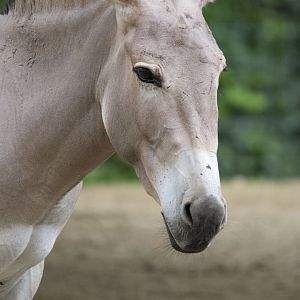 Somali wild ass (Equus africanus somaliensis)