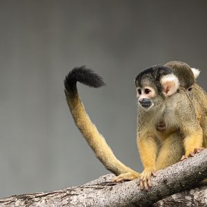 Bolivian squirrel monkey (Saimiri boliviensis boliviensis)