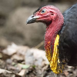 Australian brush-turkey (Alectura lathami)