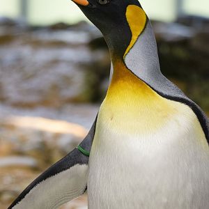 King penguin (Aptenodytes patagonicus)