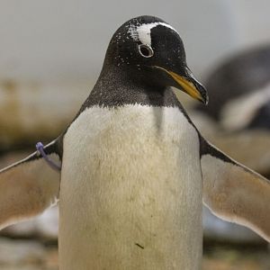 Subantarctic gentoo penguin (Pygoscelis papua papua)