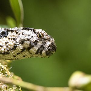 Crocodile lizard (Shinisaurus crocodilurus)