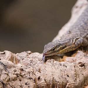 Ridgetail monitor (Varanus acanthurus)