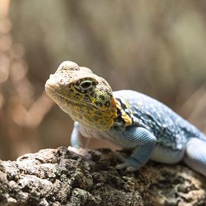 Collared lizard (Crotaphytus collaris)