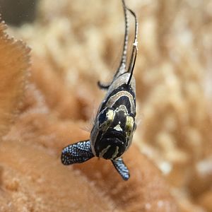 Banggai cardinalfish (Pterapogon kauderni)
