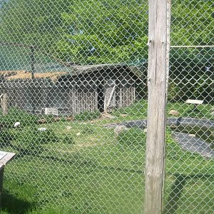 Odsherred Zoo - Swan/ibis aviary