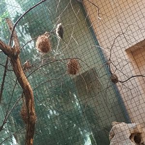 Bird House Mouse Birds