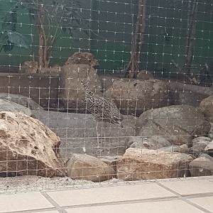 Bird House Thick Knee