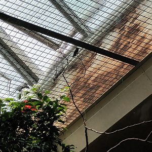 Bird House Ruby topaz Hummingbird