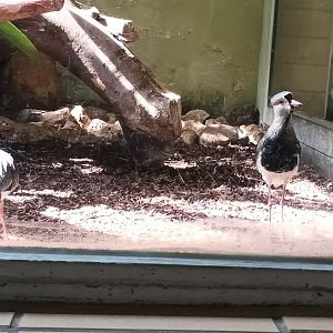 Bird House Southern Lapwing