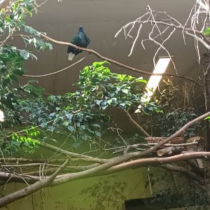 Bird House Nicobar Pigeon