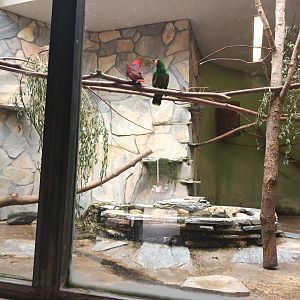 Bird House Eclectus Parrot Enclosure