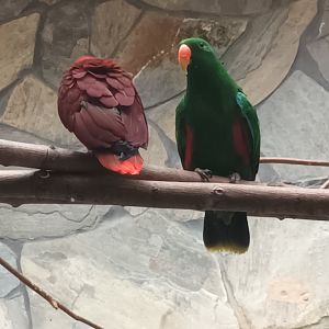 Bird House Eclectus Parrots
