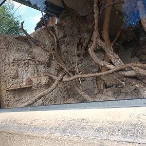 Swinhoes striped Squirrel and Chinese bamboo Partridge Enclosure