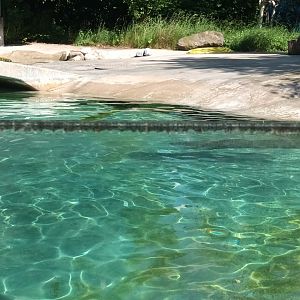 South african fur Seal Enclosure