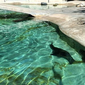 South african fur Seal
